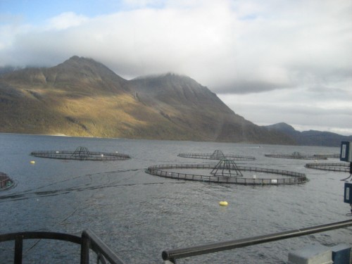 My quick visit to a salmon farm in Norway: a brief report - Food ...